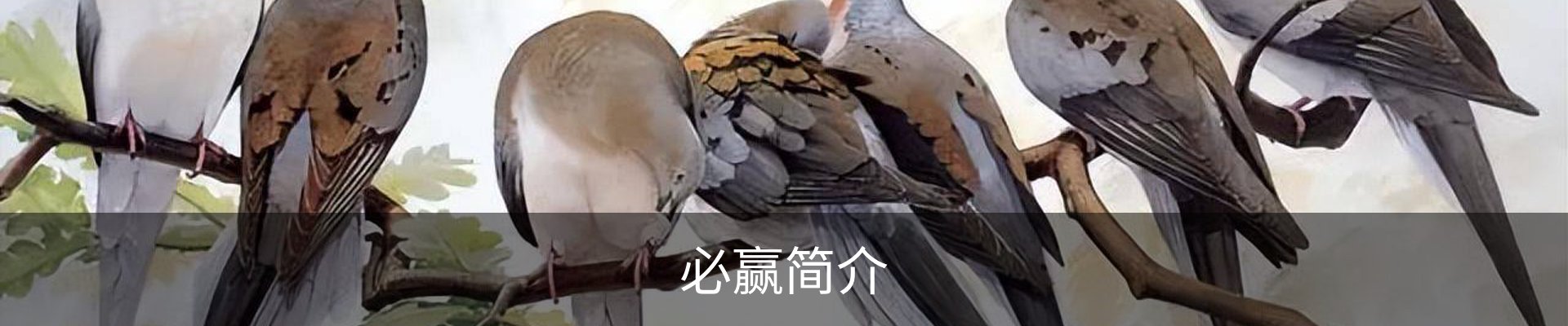 必赢简介
